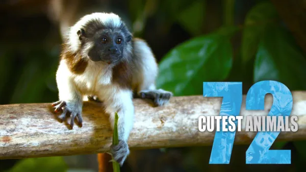 72 Cutest Animals
