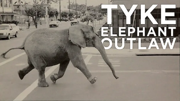 Tyke Elephant Outlaw