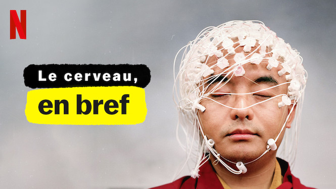 Le cerveau, en bref