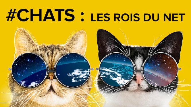 #Chats : Les rois du net