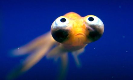 Drôle de planète : quand dame nature caste les bestioles les plus excentriques de la planète