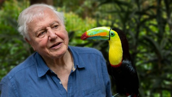 life in colour david attenborough 600x338 - La Terre, La Nuit