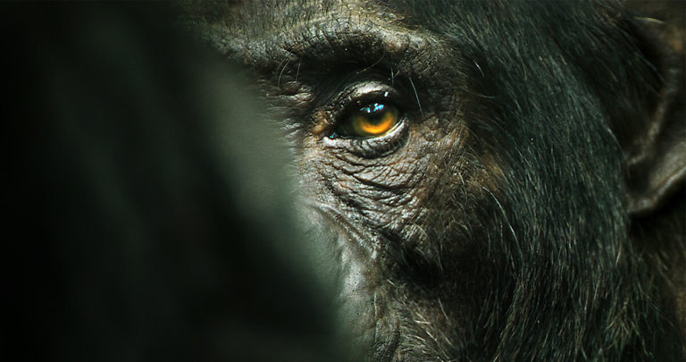 L’empire des chimpanzés : partez à la découverte de nos cousins les plus proches dans un documentaire d’une beauté renversante sur Netflix