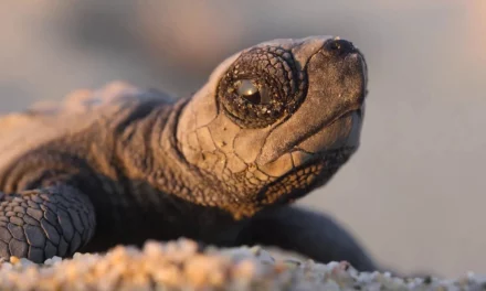 Notre planète II : Netflix célèbre la beauté de la vie et de la nature dans un nouveau chapitre documentaire et c’est éblouissant !