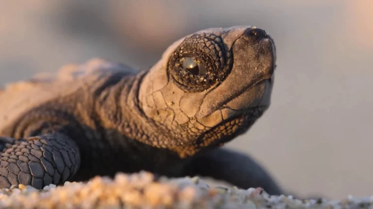 Notre planète II : Netflix célèbre la beauté de la vie et de la nature dans un nouveau chapitre documentaire et c’est éblouissant !
