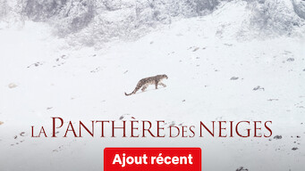 La panthère des neiges