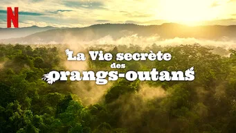 La vie secrète des Orangs Outang - Documentaire