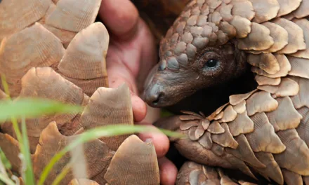Pangolin : chemins de vie – Netflix met en lumière l’animal le plus braconné du monde