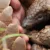 Pangolin : chemins de vie – Netflix met en lumière l’animal le plus braconné du monde
