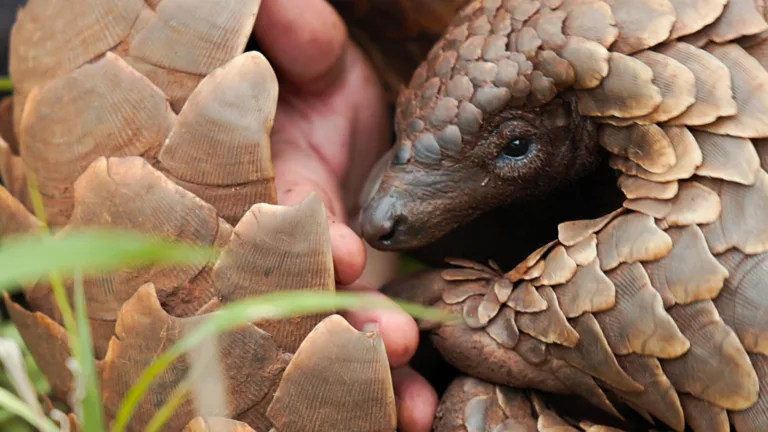 Pangolin : chemins de vie – Netflix met en lumière l’animal le plus braconné du monde