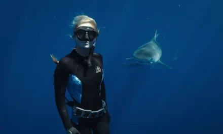 Après La sagesse de la pieuvre, Netflix plonge En paix avec les requins
