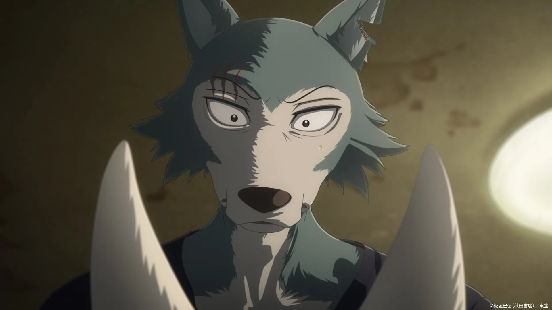 a  BEASTARS FINAL SEASON Part2a  a  e  a  a   - Beastars – Dernière saison, partie 2 : la conclusion de la série animée attendue en mars 2026 sur Netflix