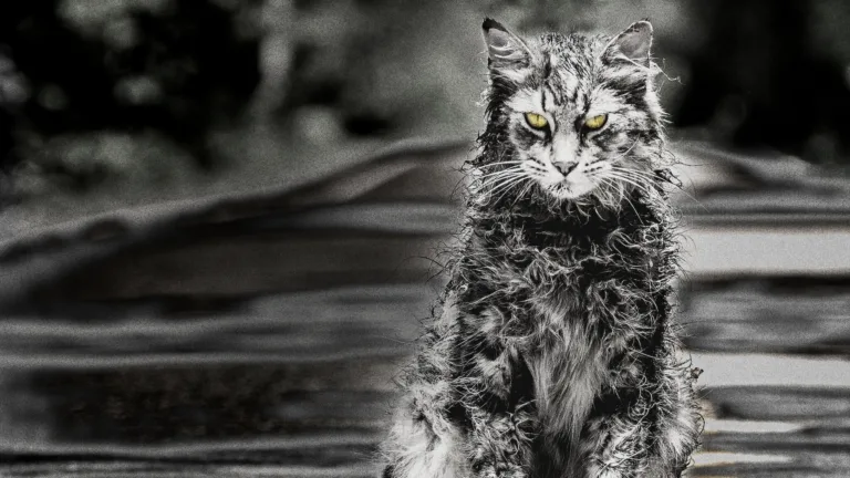 Simetierre : l’adaptation du roman de Stephen King arrive sur Netflix le 20 mars