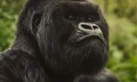 Une histoire de gorilles avec David Attenborough : un retour sur près de 50 ans d’observation sur Netflix le 17 avril