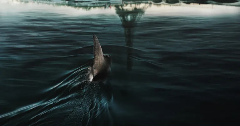 Sous la Seine 2 sur Netflix : la suite du film de requins français est officiellement lancée
