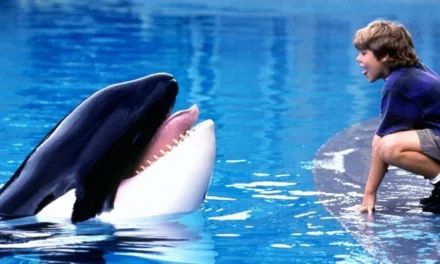 Netflix commande un documentaire sur Keiko, l’orque star de Sauvez Willy