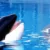 Netflix commande un documentaire sur Keiko, l’orque star de Sauvez Willy