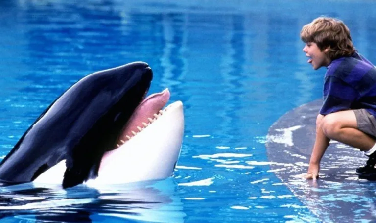 Netflix commande un documentaire sur Keiko, l’orque star de Sauvez Willy