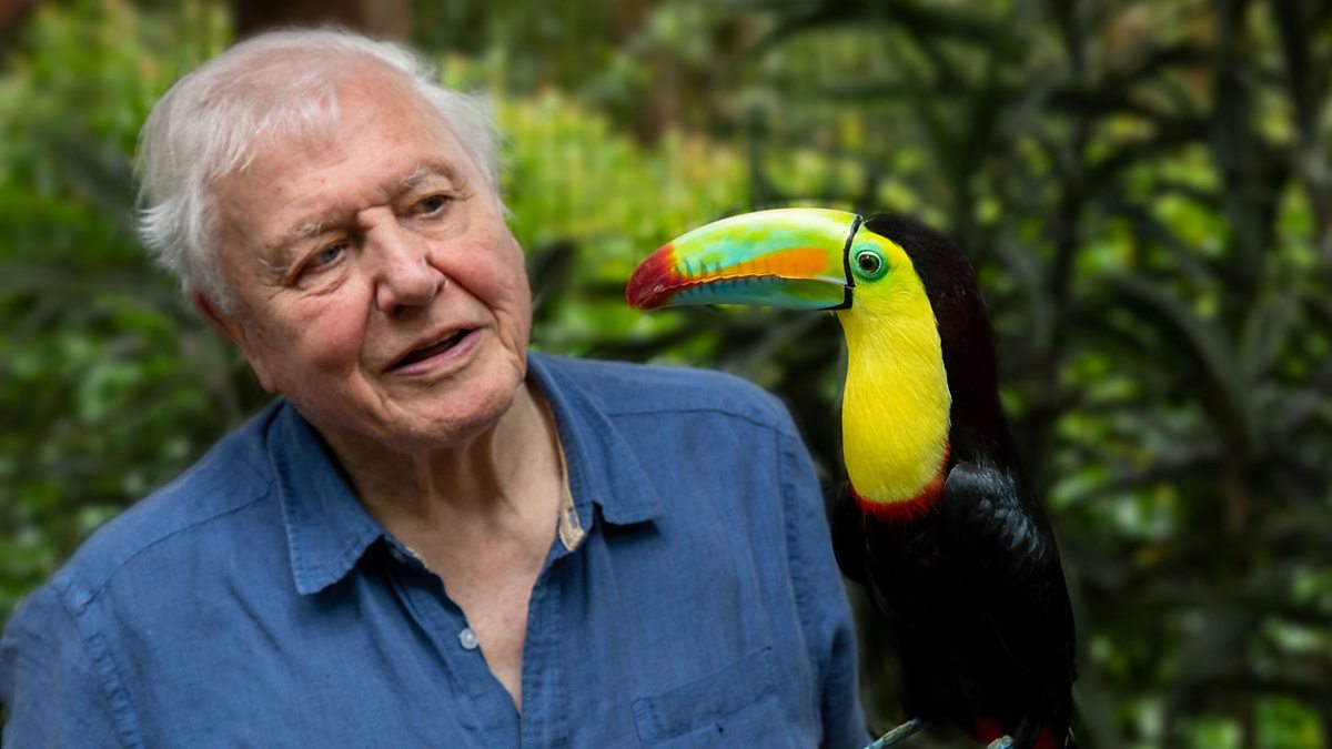 life in colour david attenborough - La vie en couleurs avec David Attenborough : la Terre célébrée dans une nouvelle série documentaire Netflix