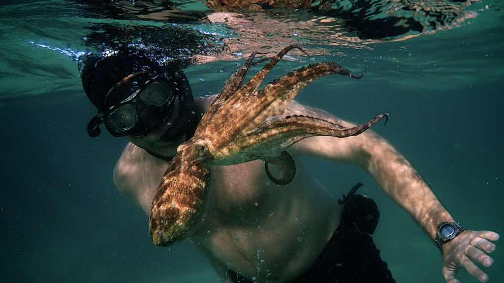 sagesse de la pieuvre netflix - La sagesse de la Pieuvre, plongez dans la magie subaquatique du documentaire oscarisé  ! (+Avis)
