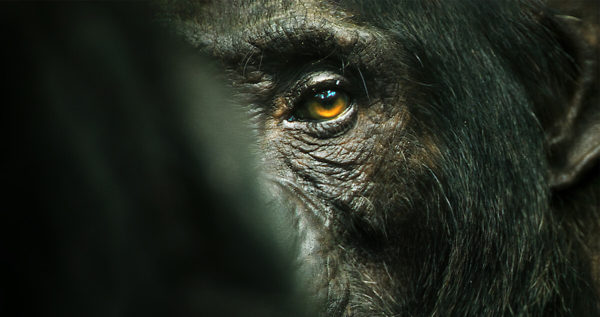 lempire des chimpanzes 600x317 - L'empire des chimpanzés : partez à la découverte de nos cousins les plus proches dans un documentaire d'une beauté renversante sur Netflix